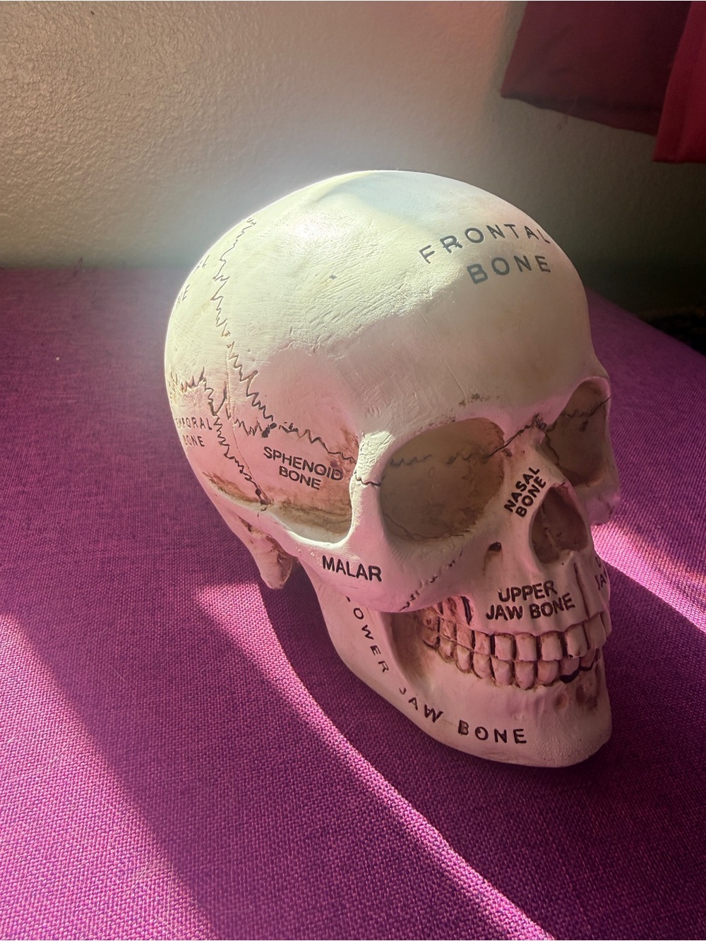 Ashland Anatomical Skull